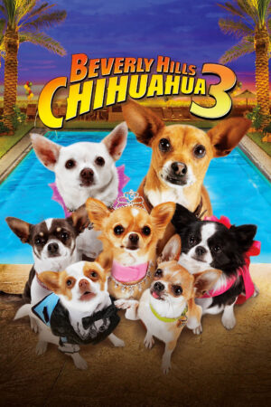 Phim Những Chú Chó Chihuahua 3 HD Vietsub