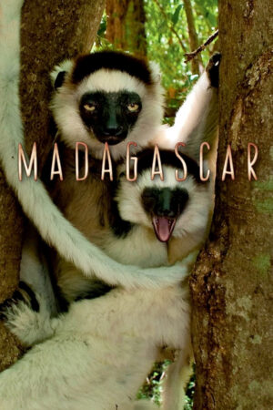 Phim Madagascar 2011 HD Vietsub