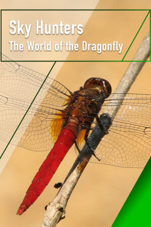 Phim Sky Hunters The World of Dragonfly HD Vietsub