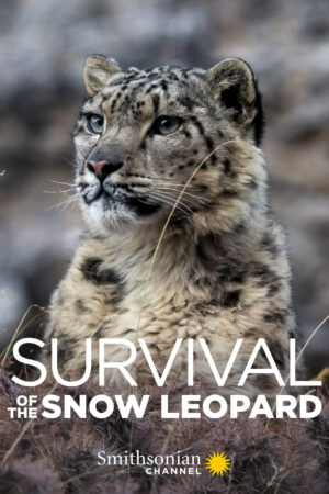 Phim Survival Of The Snow Leopard HD Vietsub